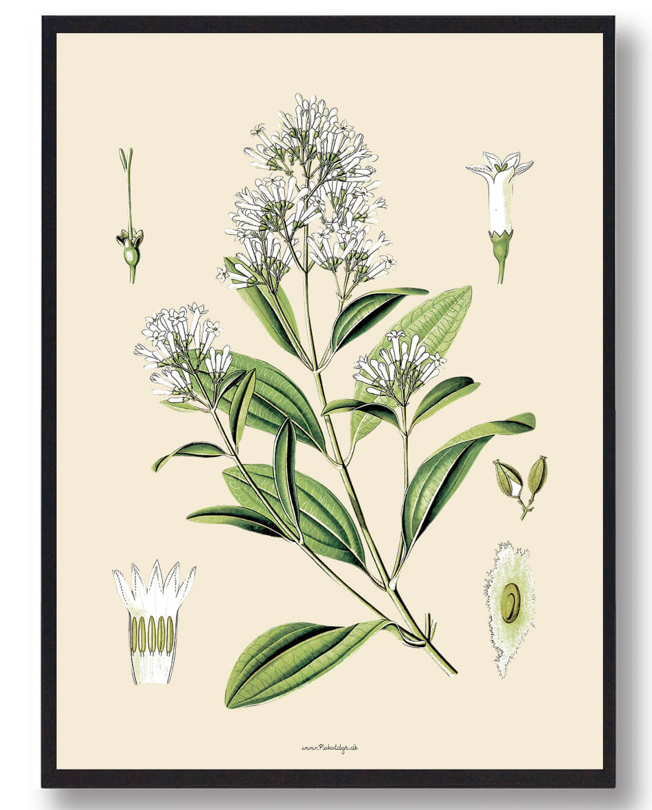 Köhler Apos   Medizinal-pflanzen Naturplakat