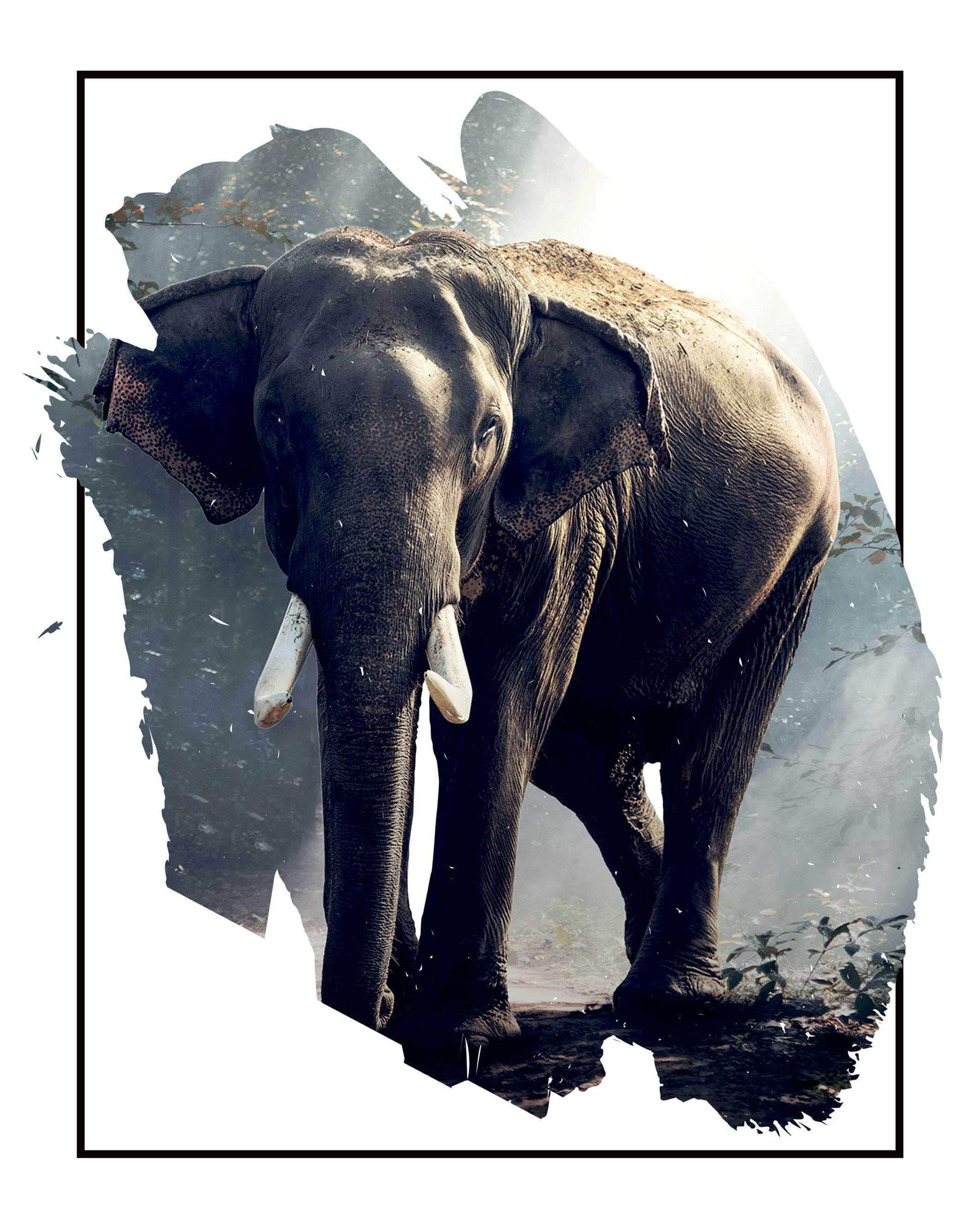 Elefant   Skovlysning Plakat