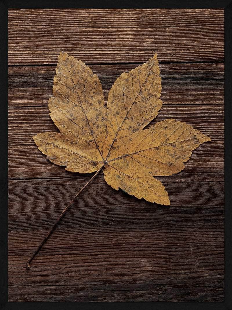 Ahornblad Pa Træ Plakat