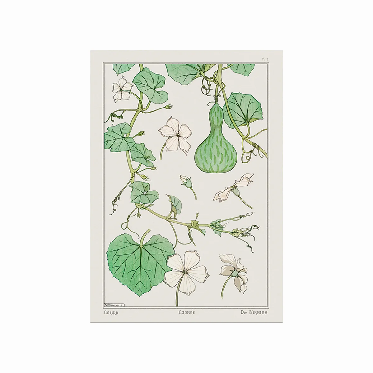 Courge  White   Flowered Gourd