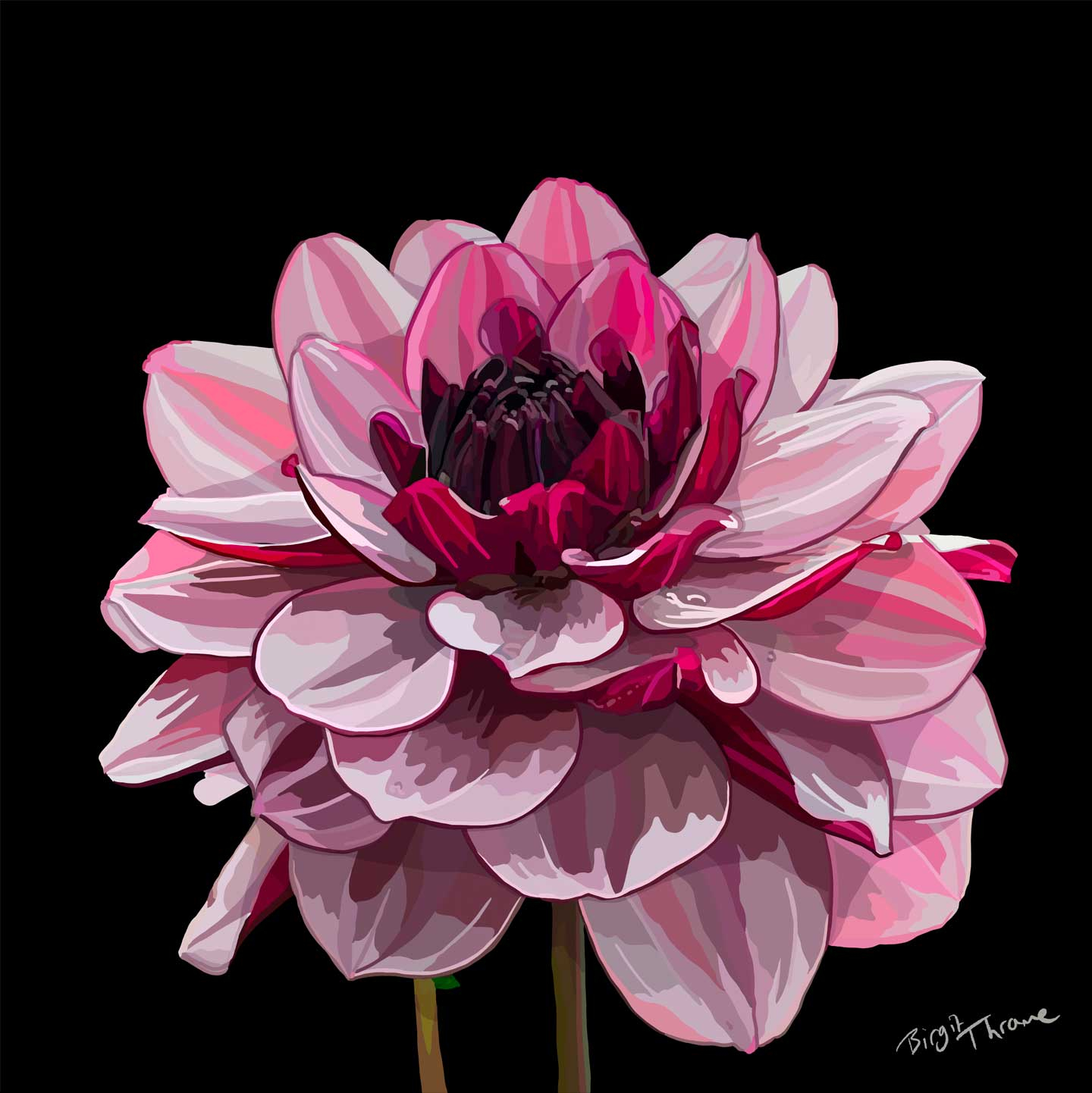 Dahlia Tricolor Af Birgit Thrane