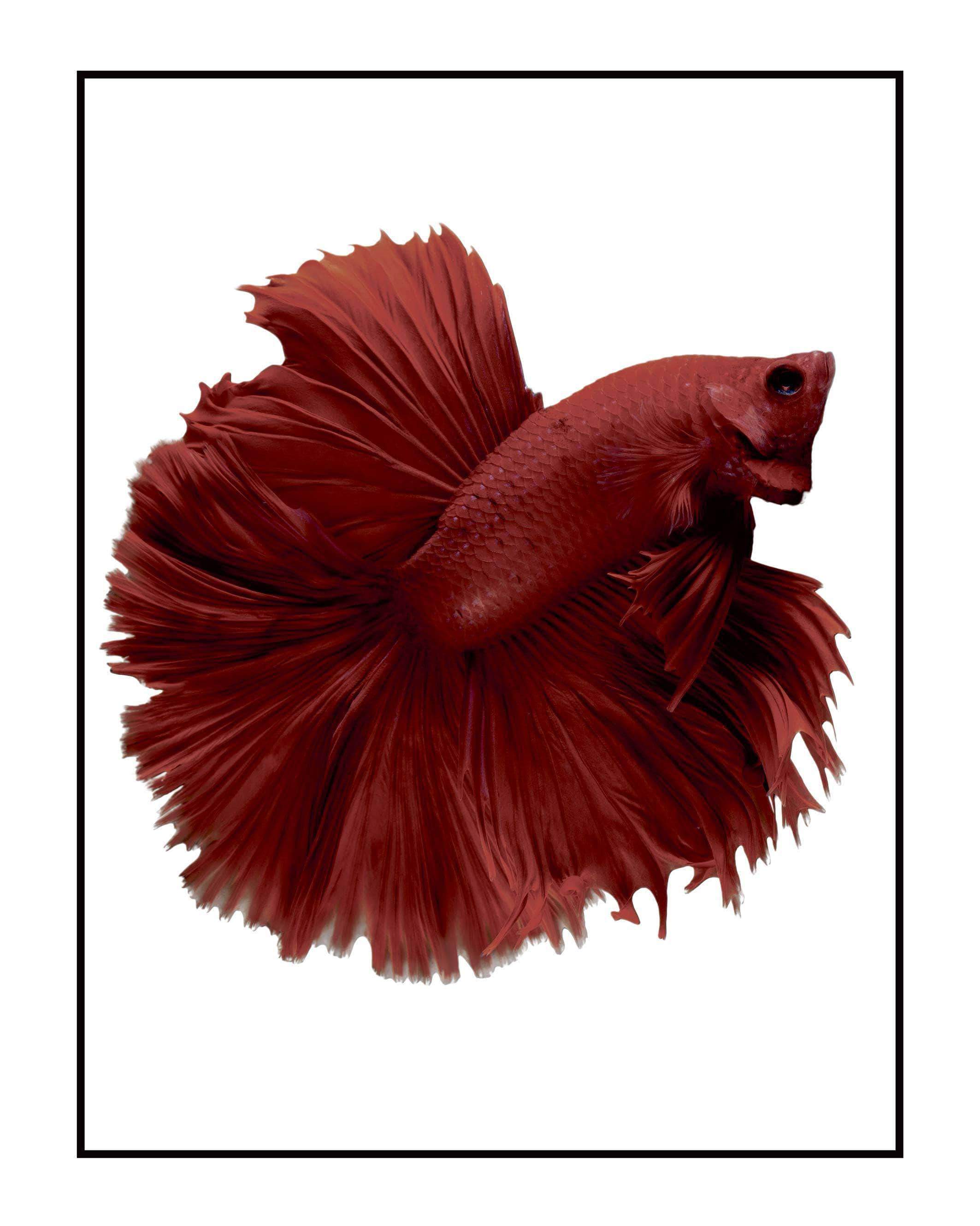 Fisk Plakat