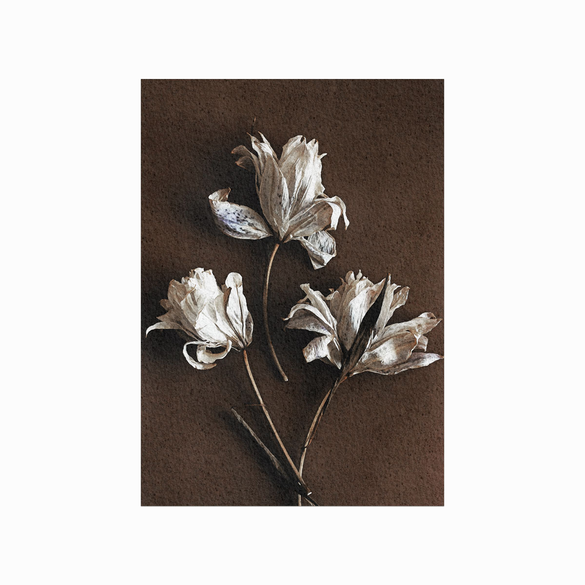 Lucie Veselá  White Flowers On Wood