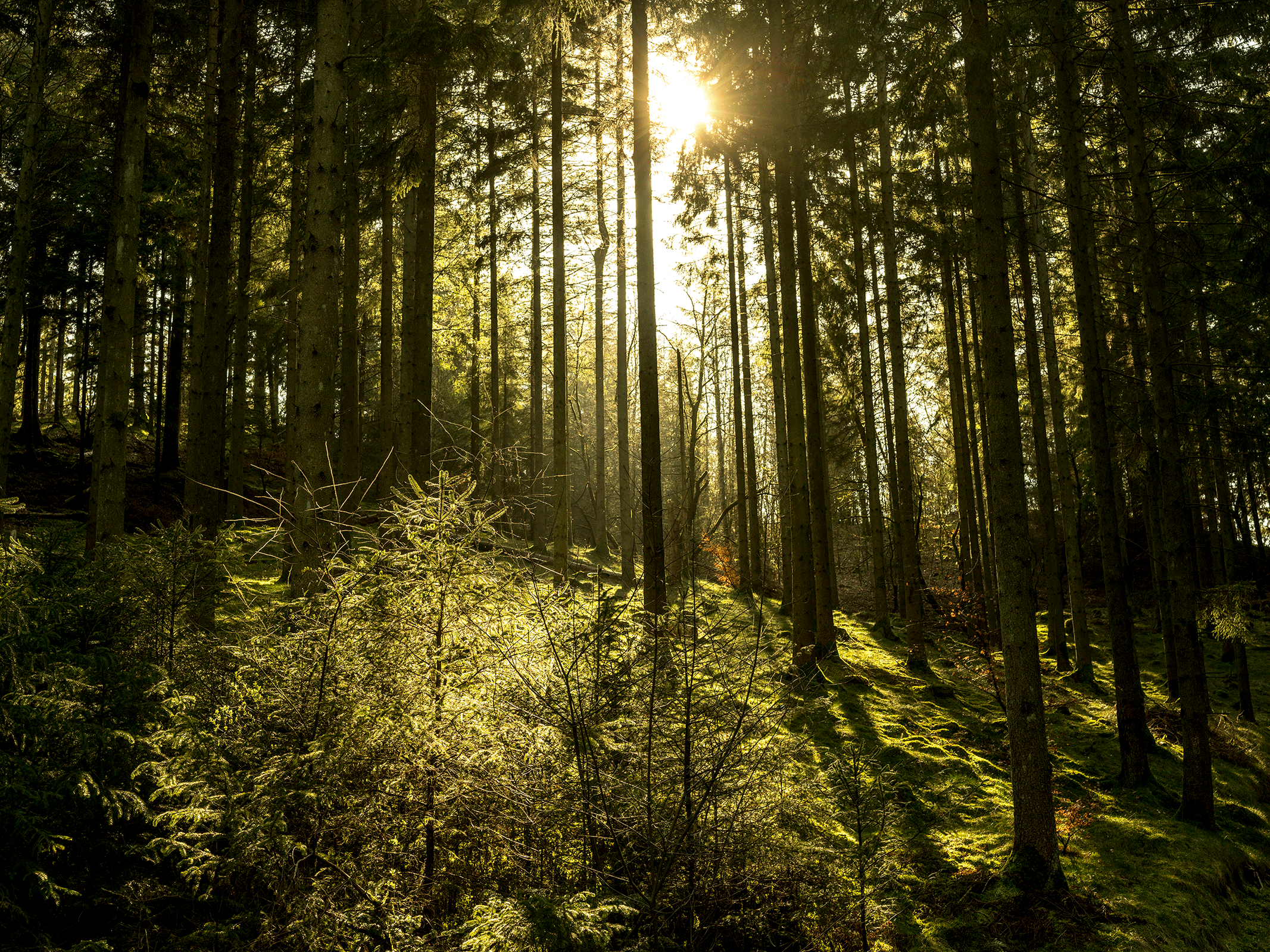 Natur14 Af Preben Stentoft