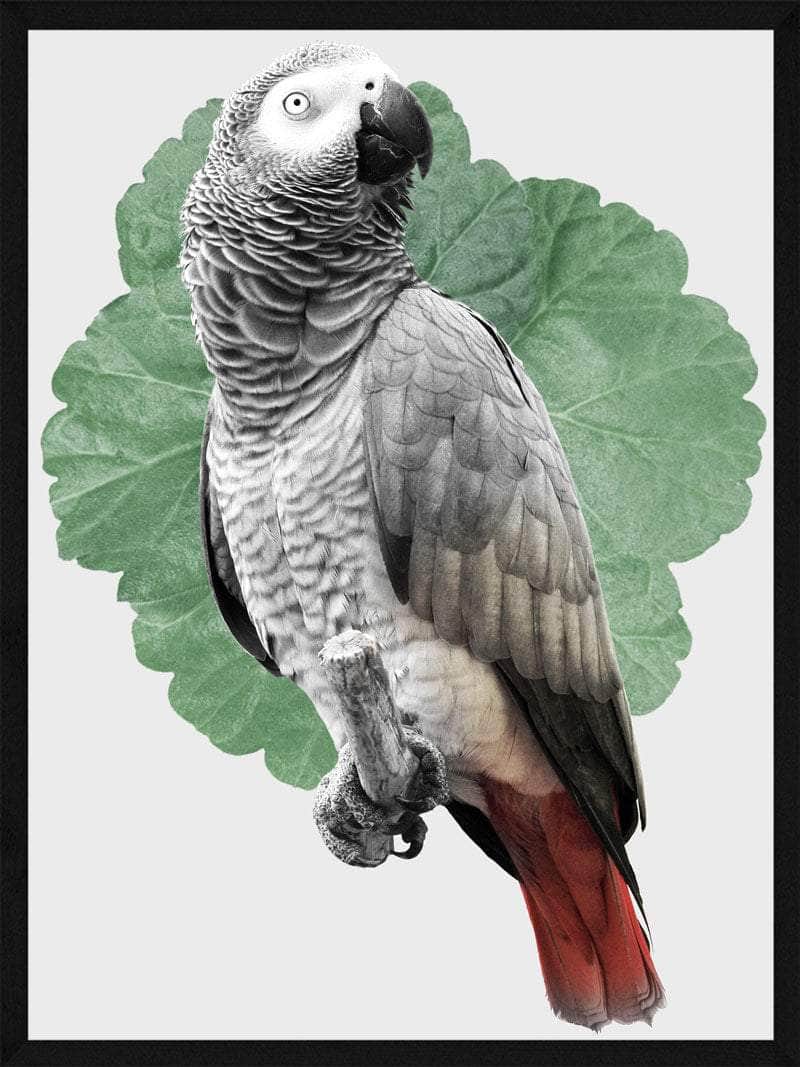 Papegøje Plakat