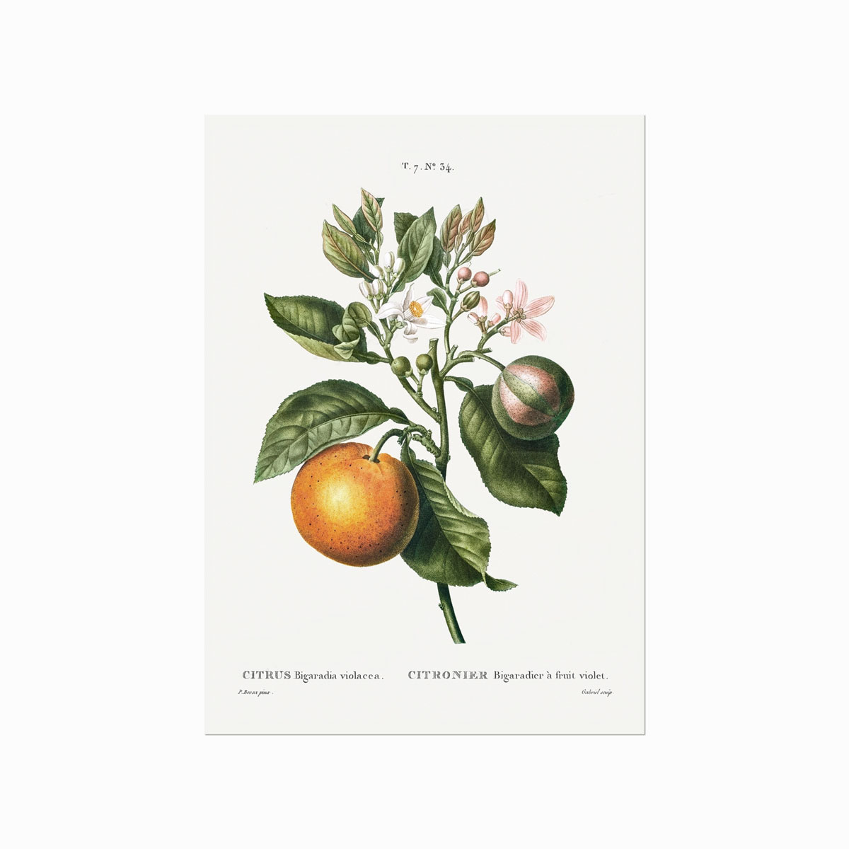 Pierre Joseph Redouté  Citrus No  34
