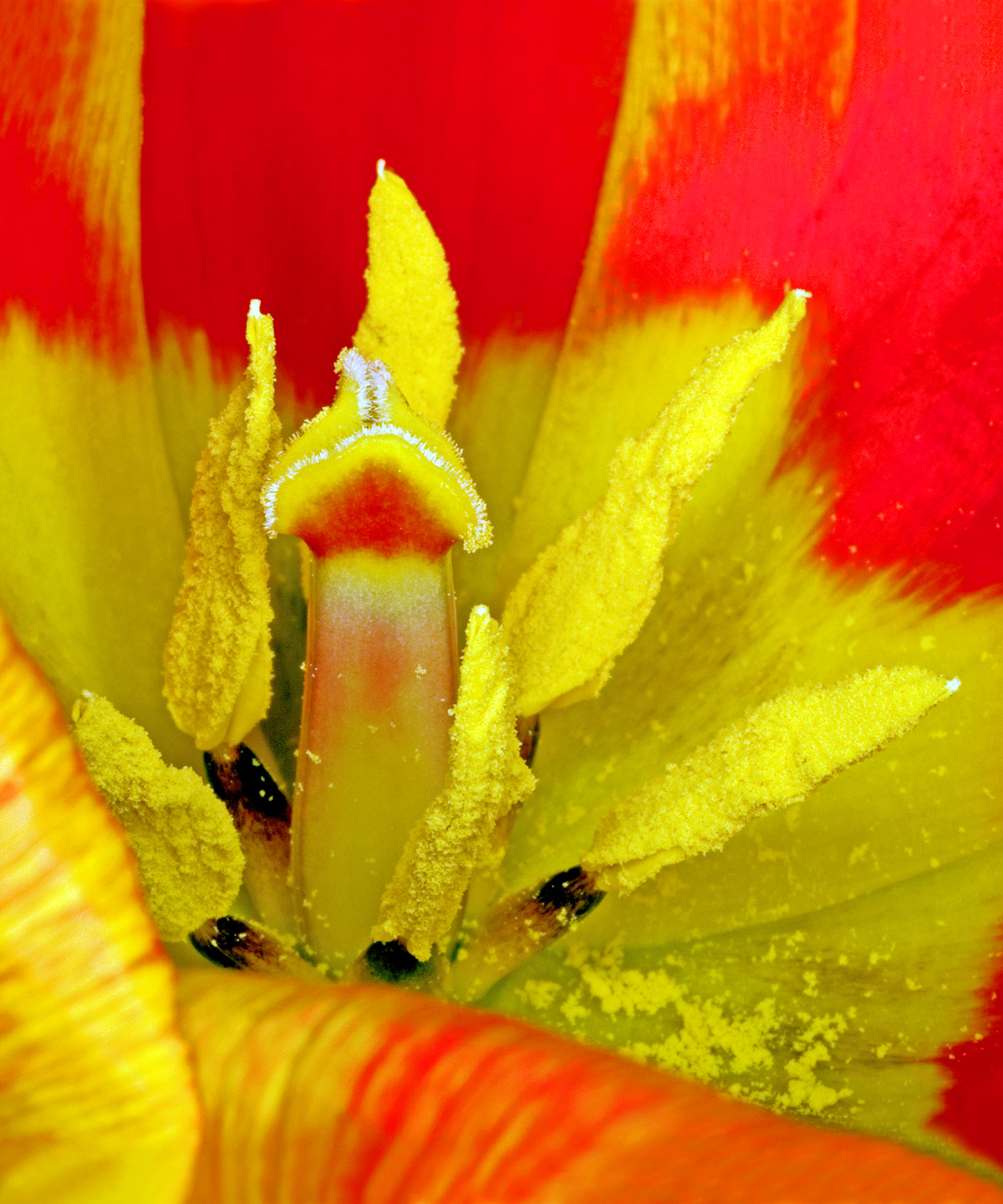 Tulipa   Af Pauline Snoeijs