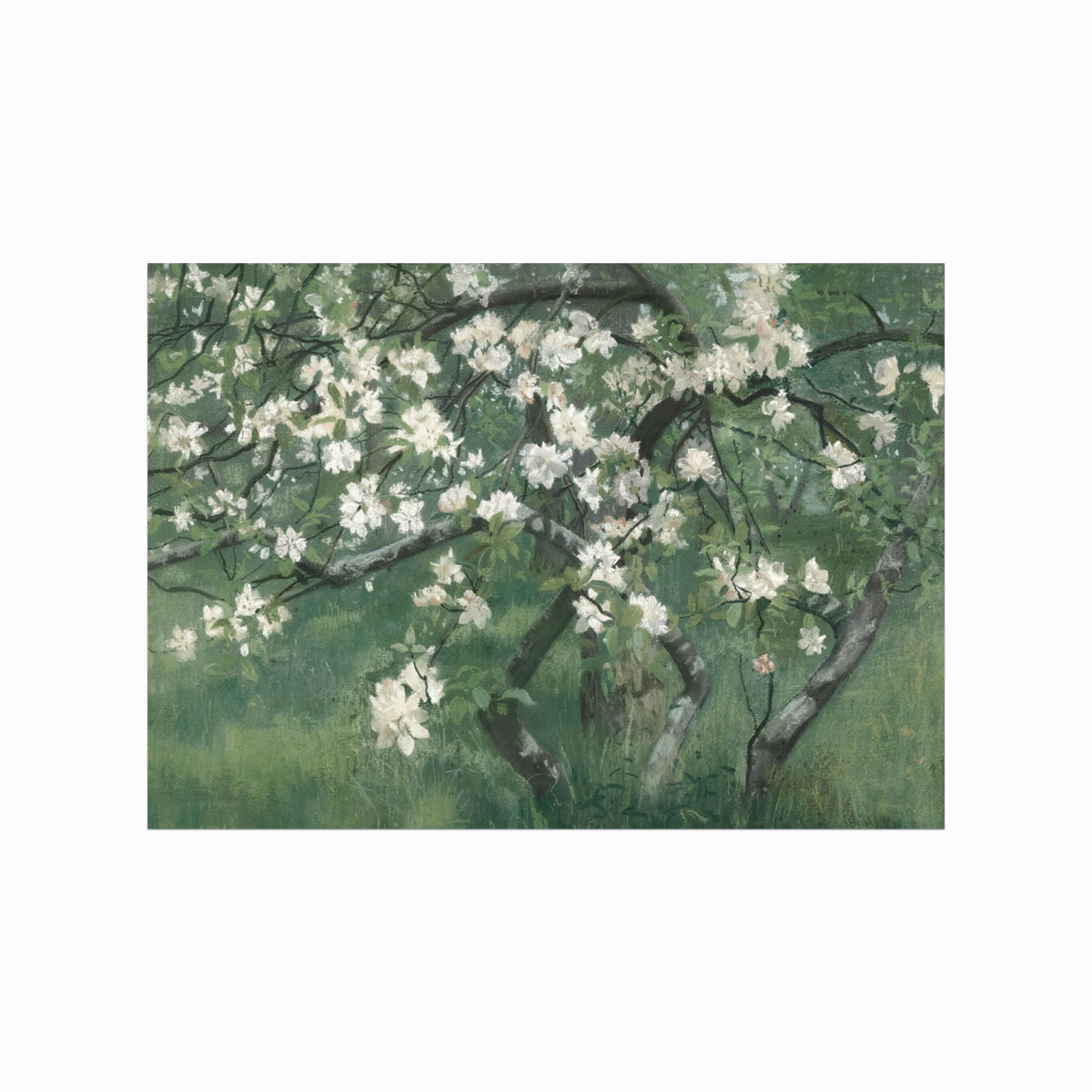 Antik Plakat  Apple Tree In Blossom