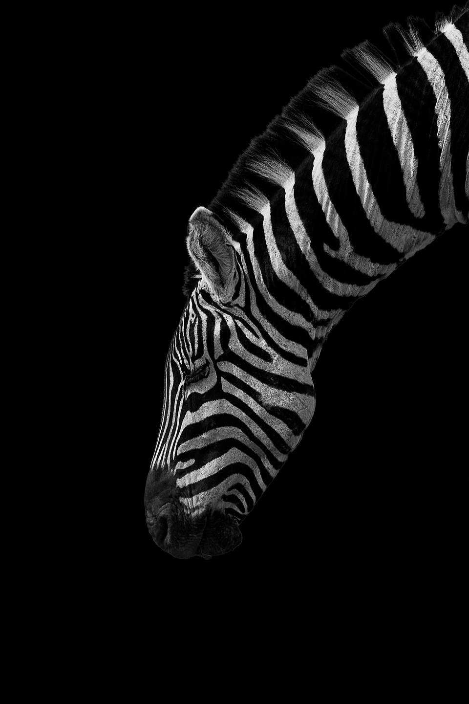 Black And White Stripes Af Mikkel Beiter