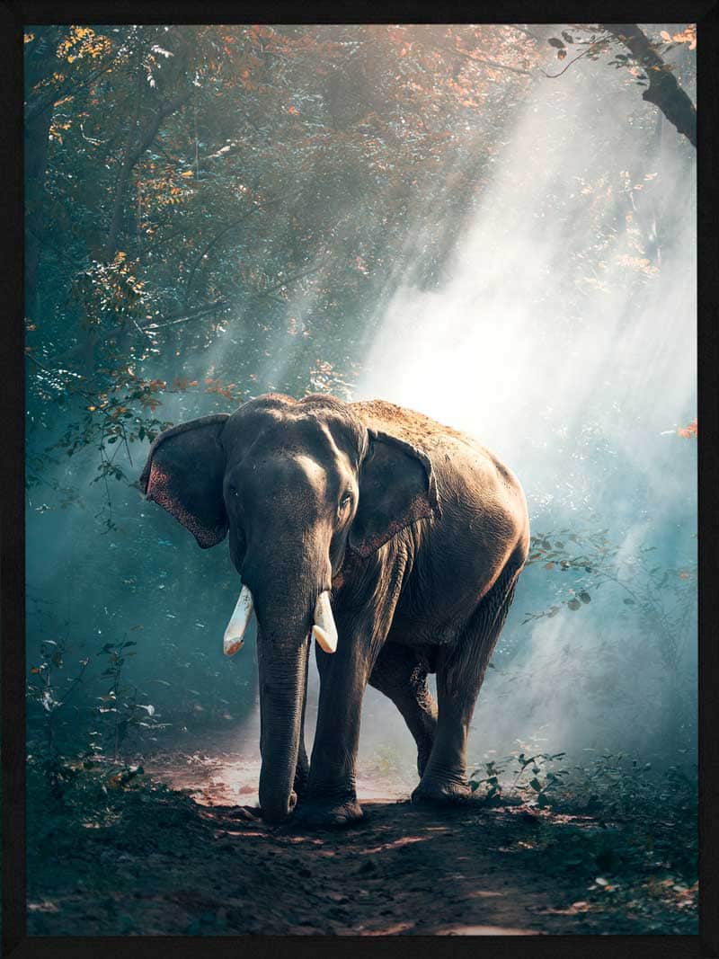 Elefant   Lysning