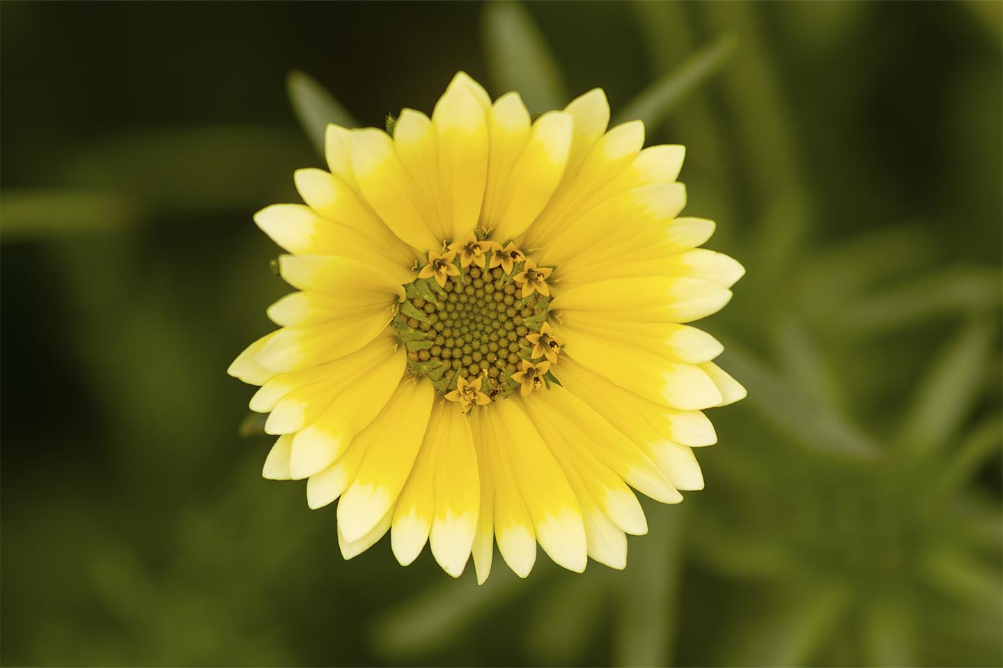 En Skøn Gul Blomst Af Msj Natur Foto