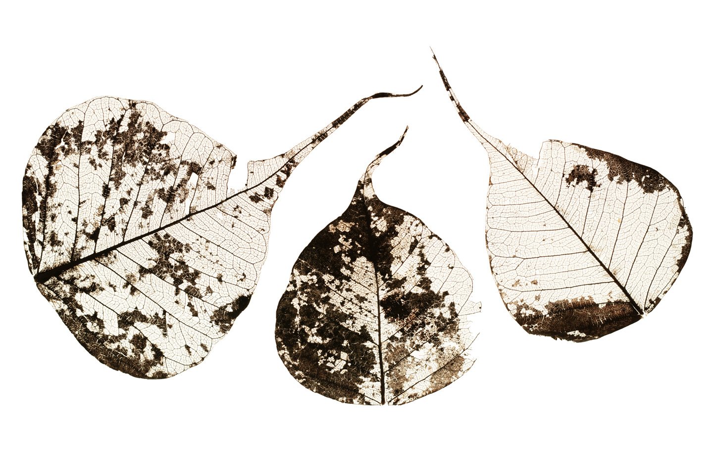 Fallen Leaves    Af Tal Paz-fridman