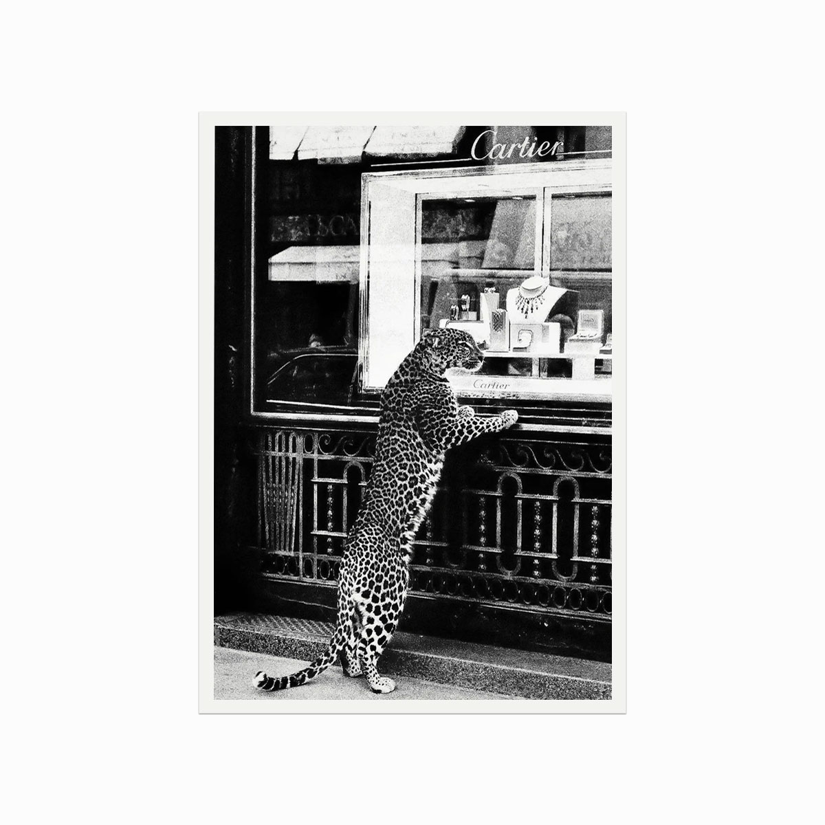 Fashion Plakat  Cartier  Cheetah At The Jewellery Store