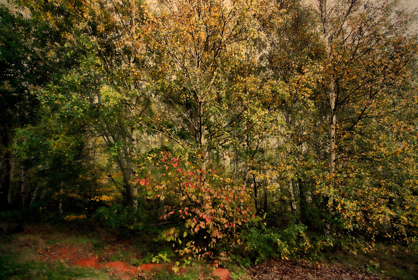 Forest Af Gustavo Orensztajn