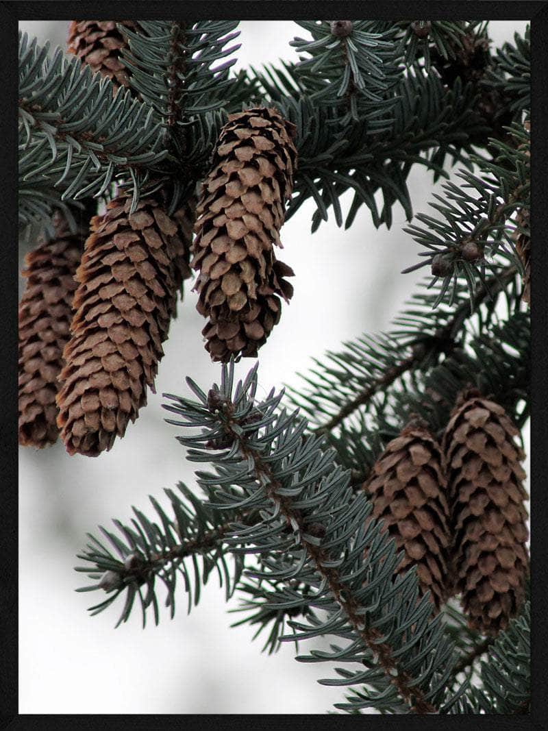 Grankogler Juleplakat