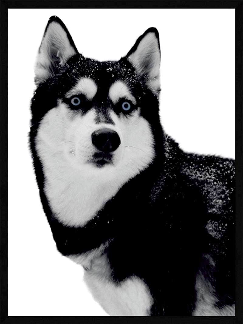 Husky Plakat