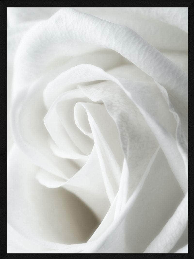 Hvid Rose Close-up