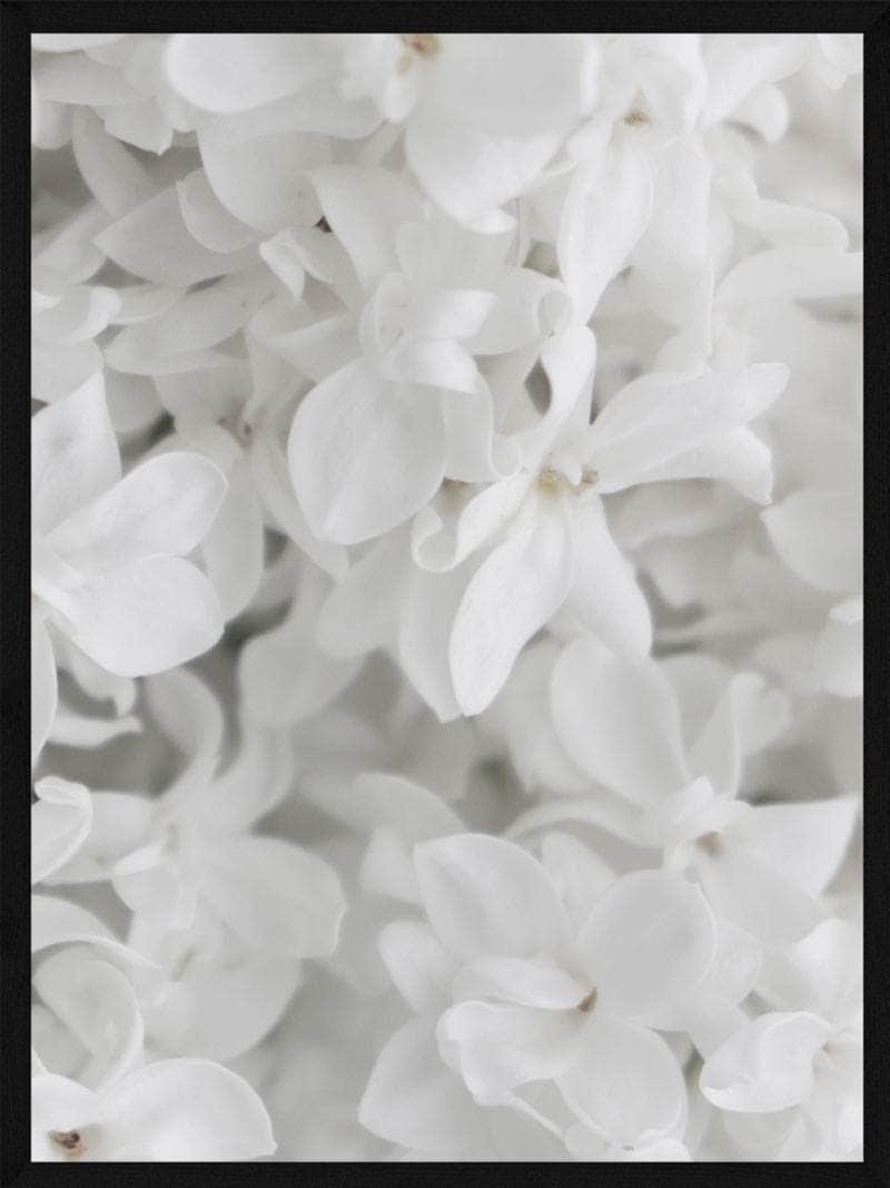 Hvide Blomster Plakat