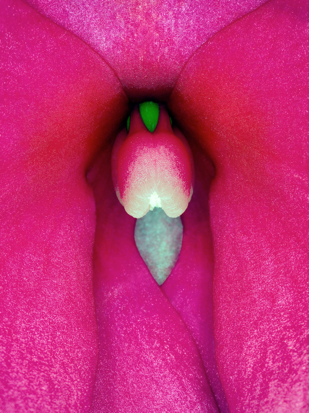 Impatiens Hawkeri   Af Pauline Snoeijs