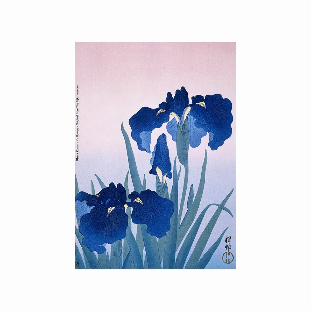 Iris Flowers