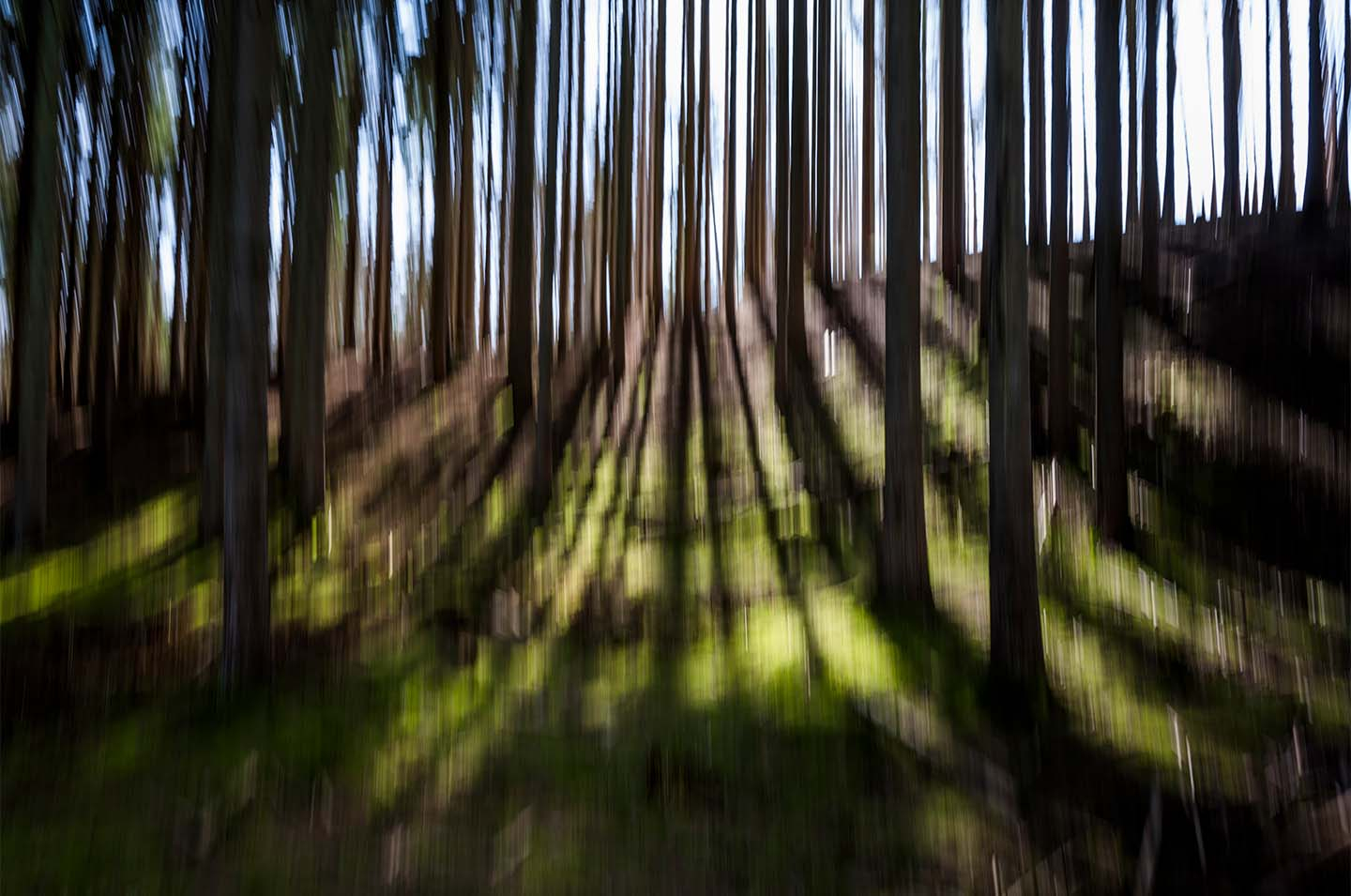 Light Through Trees Af Klint Fotografi
