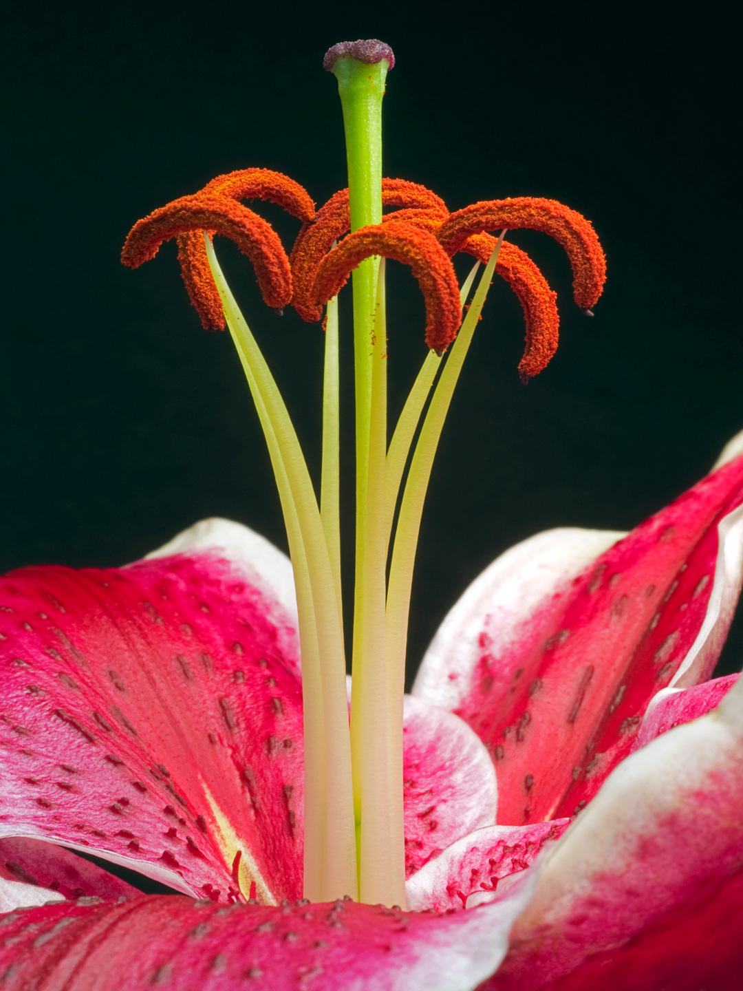 Lilium   Af Pauline Snoeijs