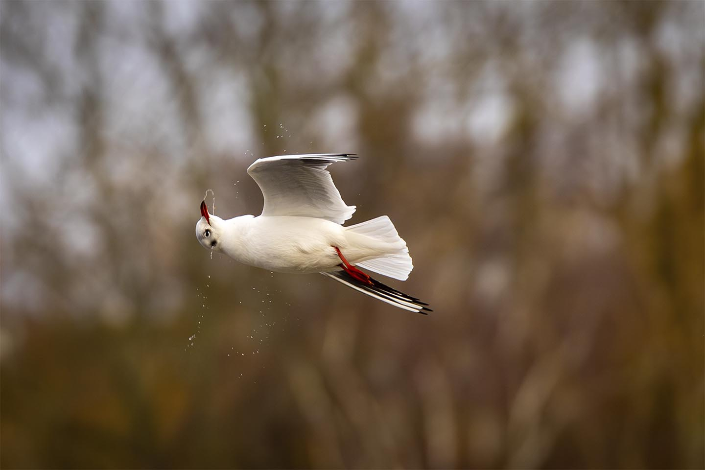 Maage Der Tømme Næbet Af Msj Natur Foto