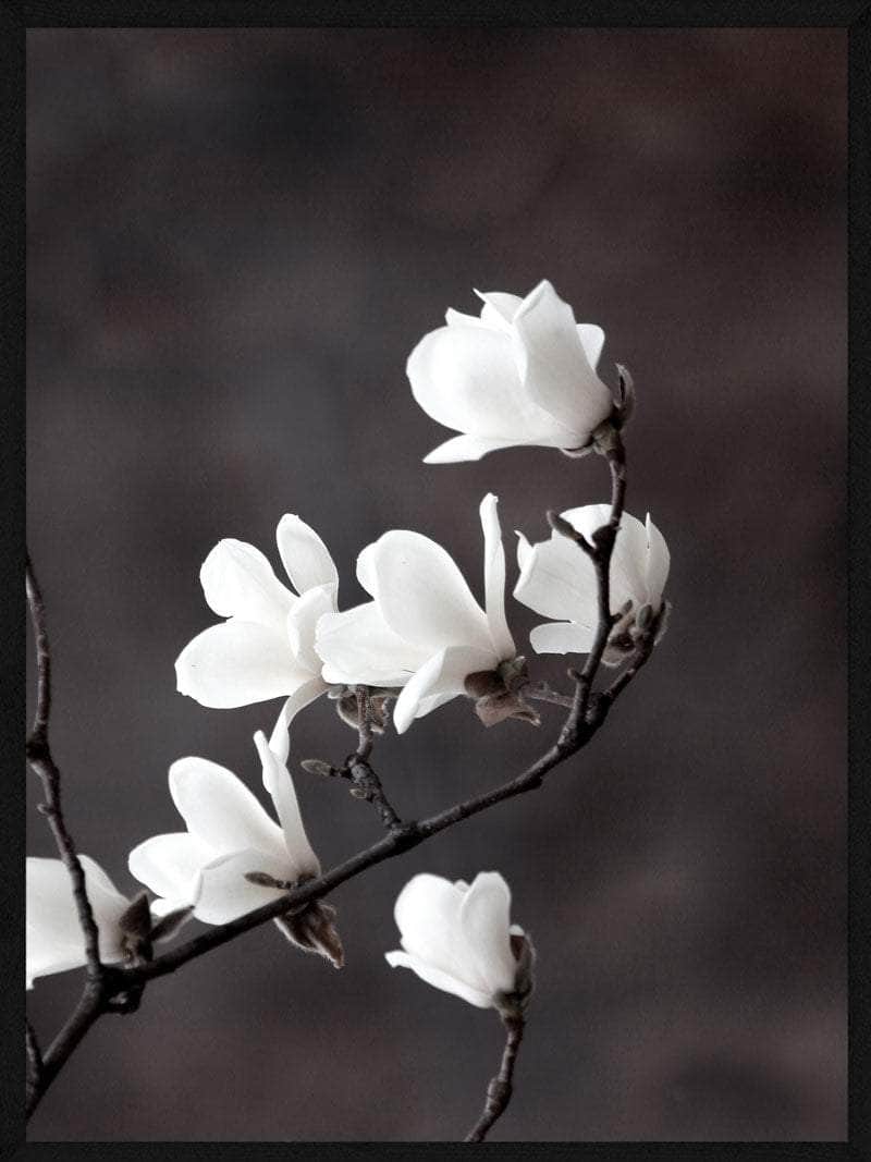 Magnolia Blomster Plakat