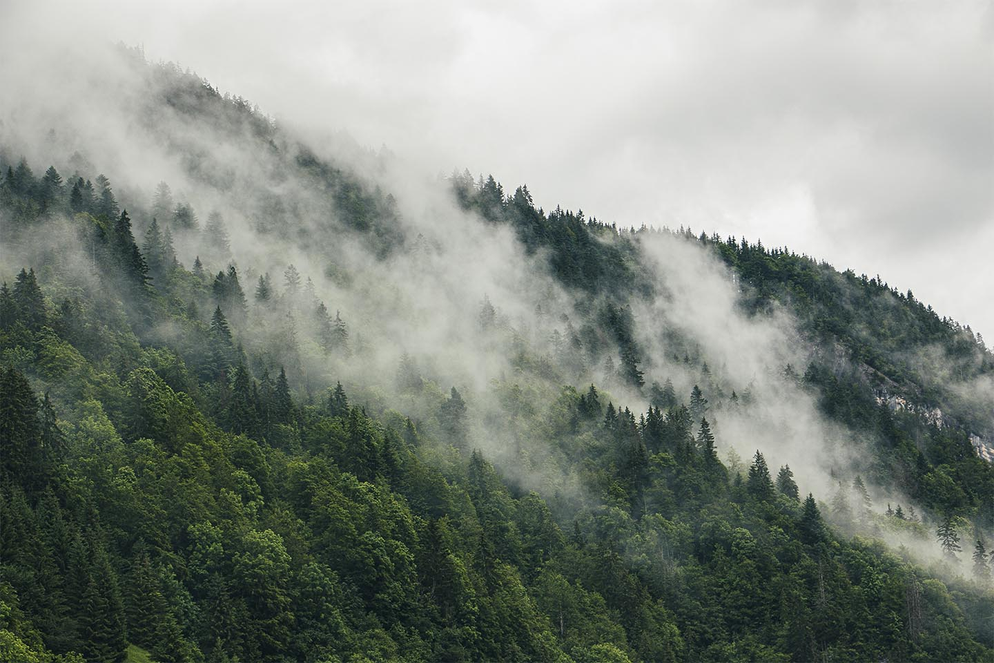 Mysterious Forest Fog   Af Rasmus Gundorff Sæderup