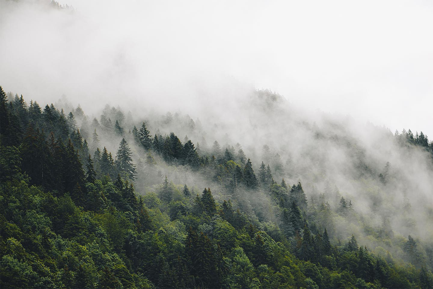 Mysterious Forest Fog Ii Af Rasmus Gundorff Sæderup