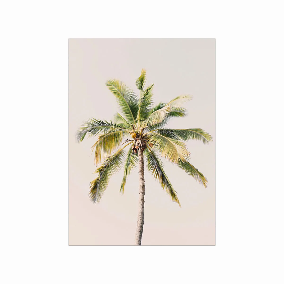 Palm