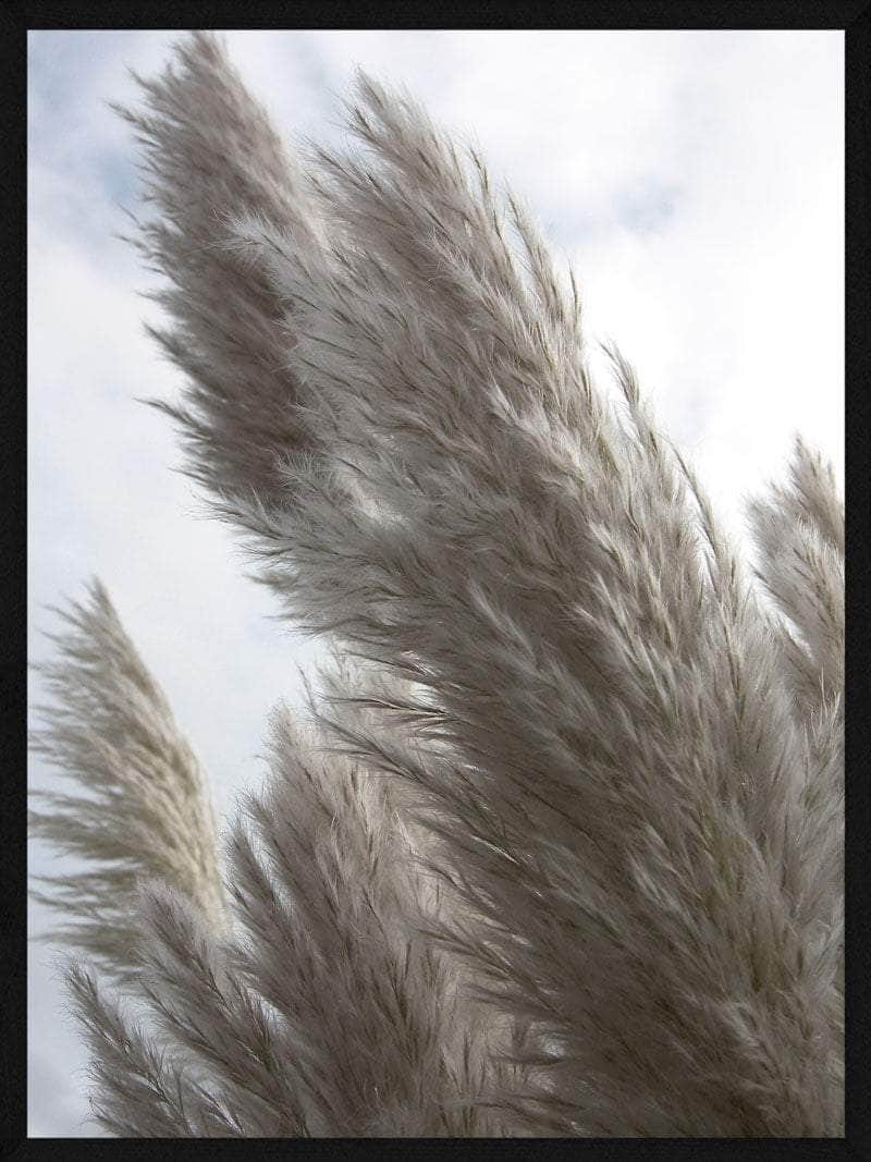 Pampas   Beige Plakat