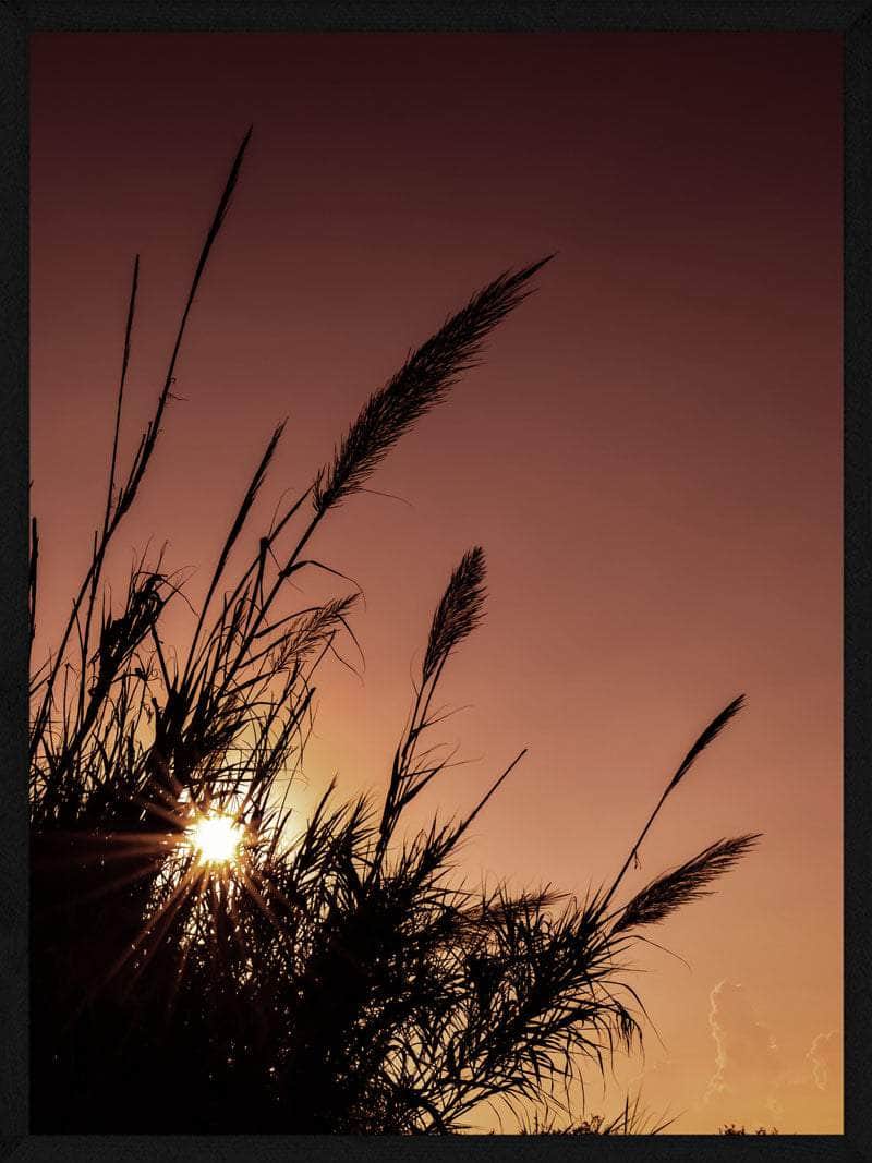 Pampas   Rød Himmel Plakat