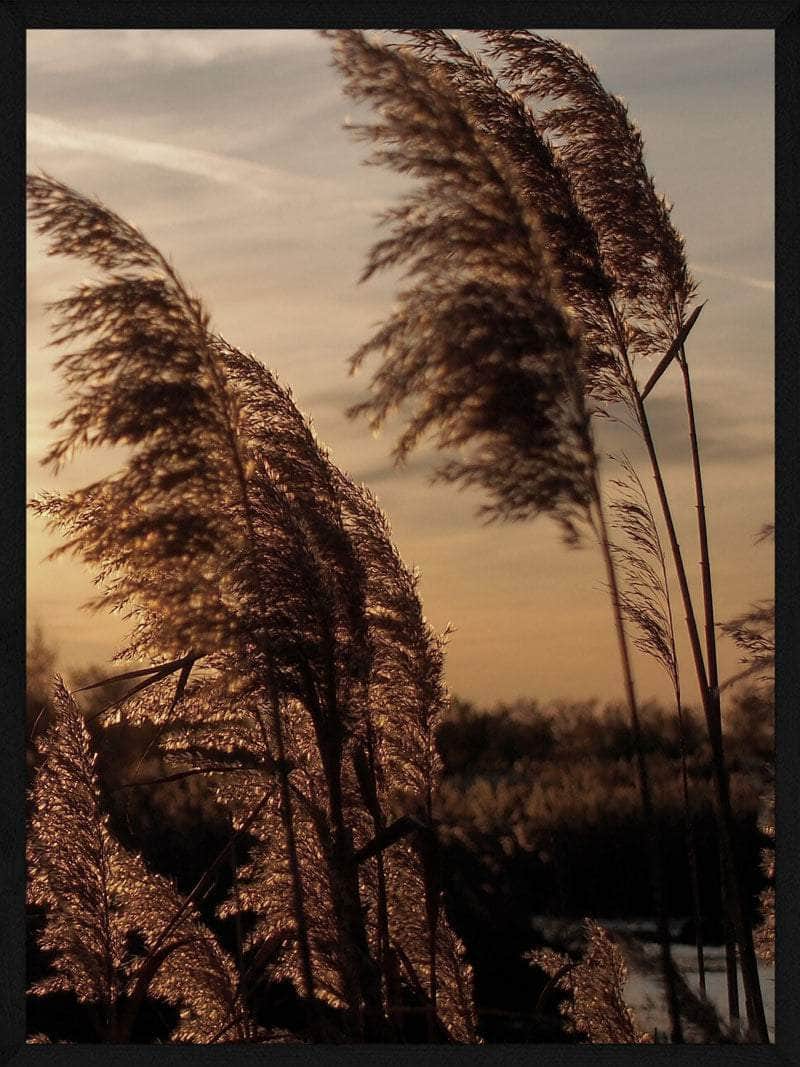 Pampas   Solnedgang Plakat