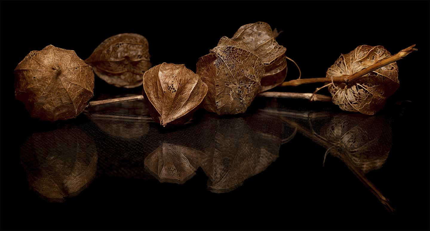 Physalis   Af Cato Johan Rød Photography