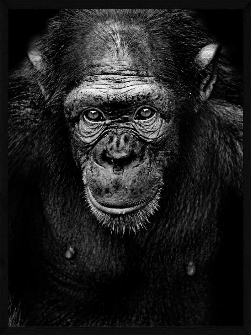 Portræt Af En Chimpanse