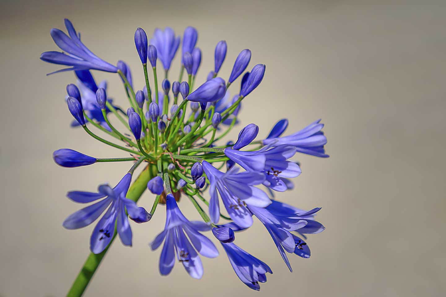 Purple Agapanthus Bloom Af Cato Johan Rød Photography
