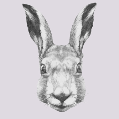 Ready Steady Rabbit Af Illux