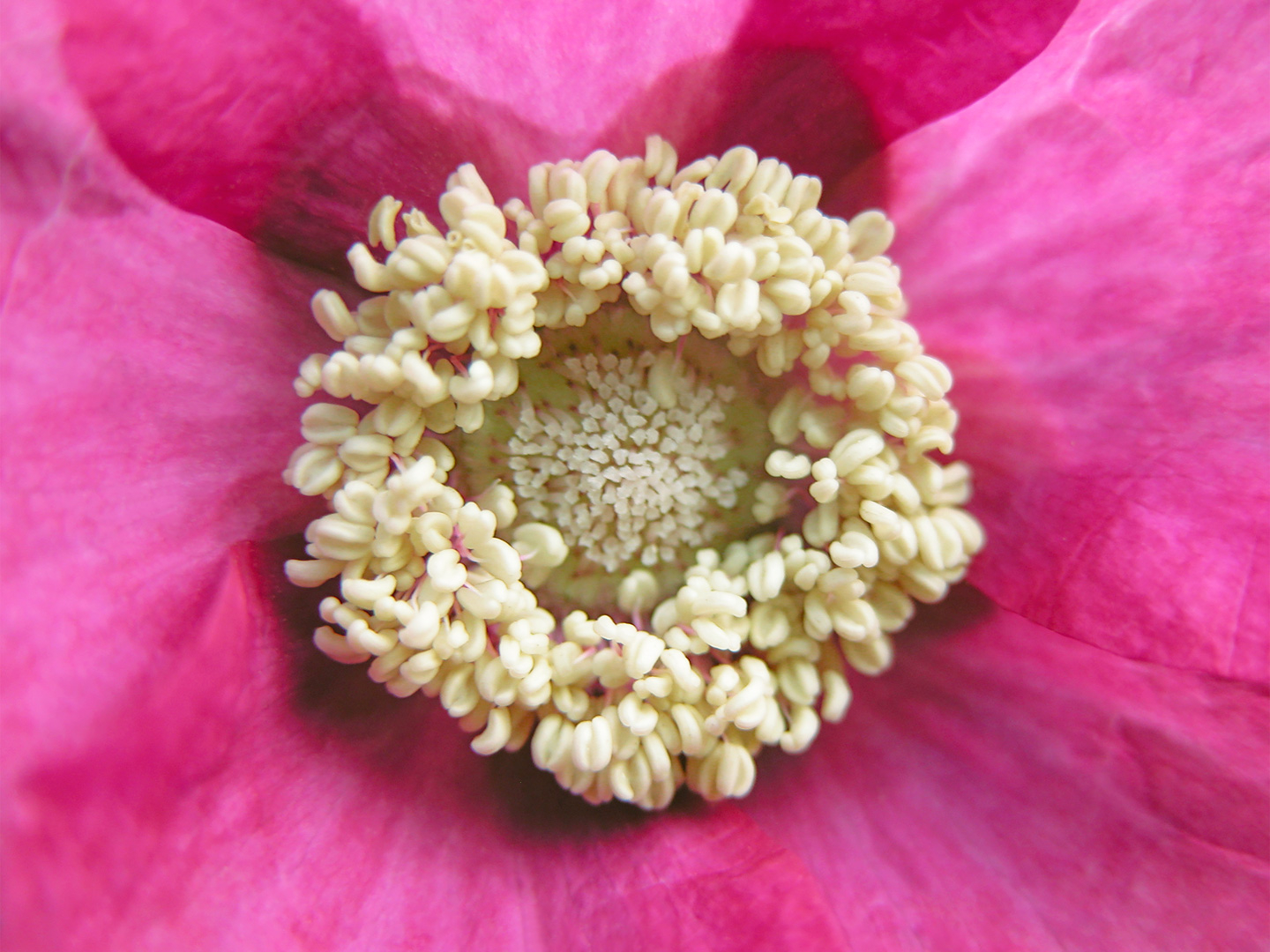 Rubus Odoratus Af Pauline Snoeijs