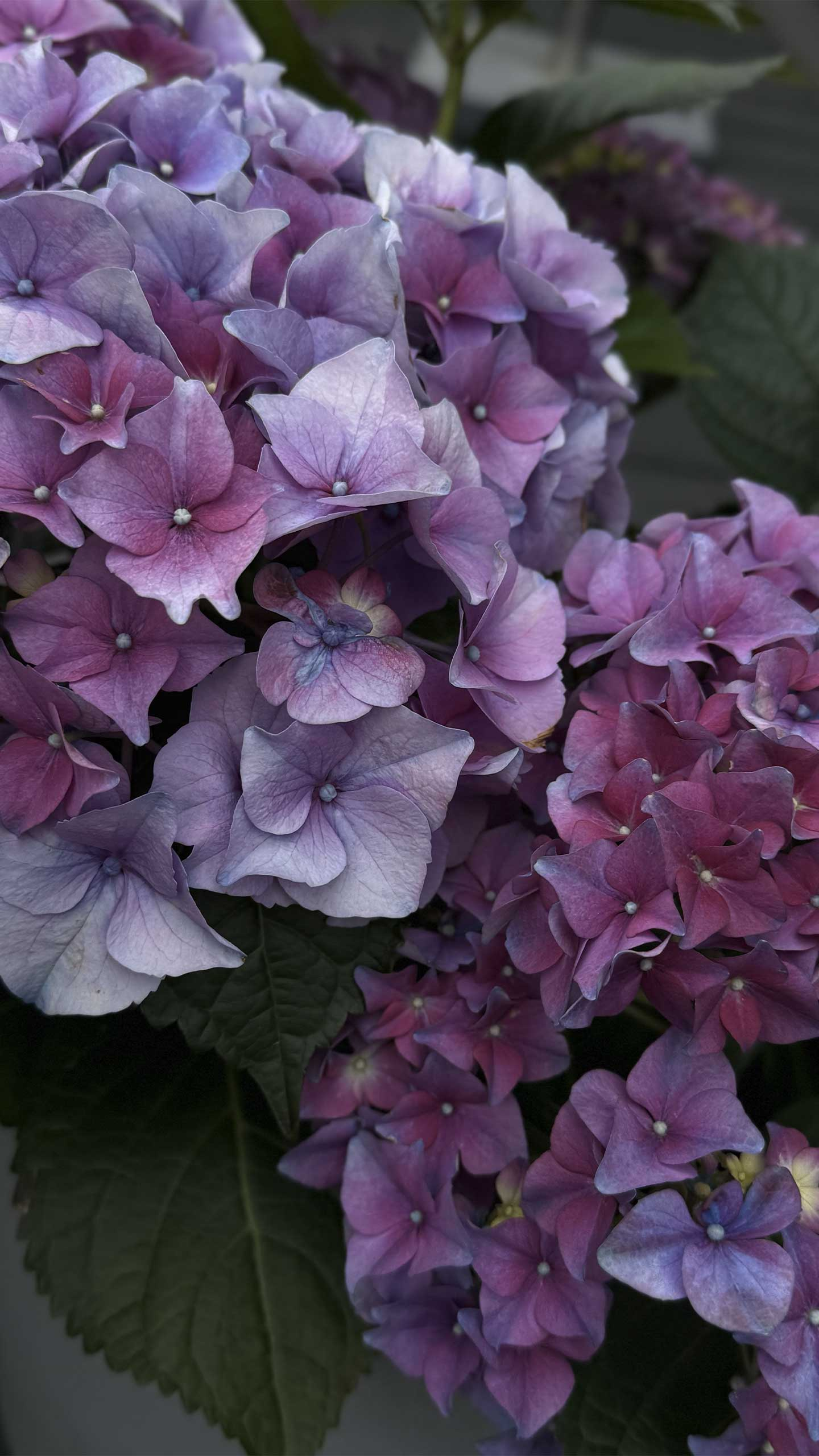Smukke Blomster Af Heart Notes