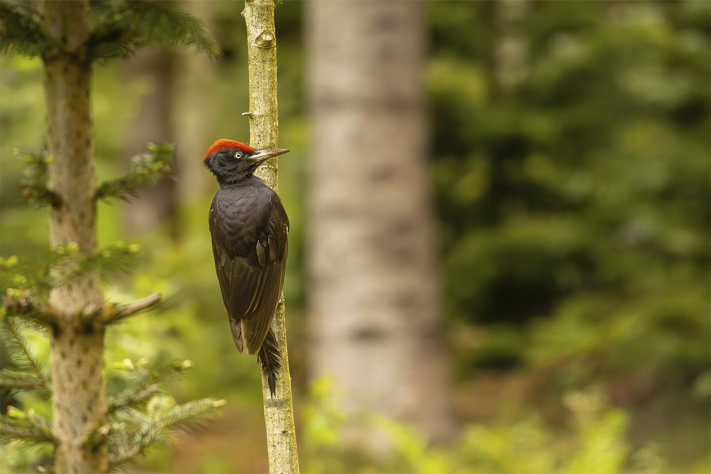 Sortspætte   Sin Evige Jagt Pa Cc 8a Føde Af Msj Natur Foto
