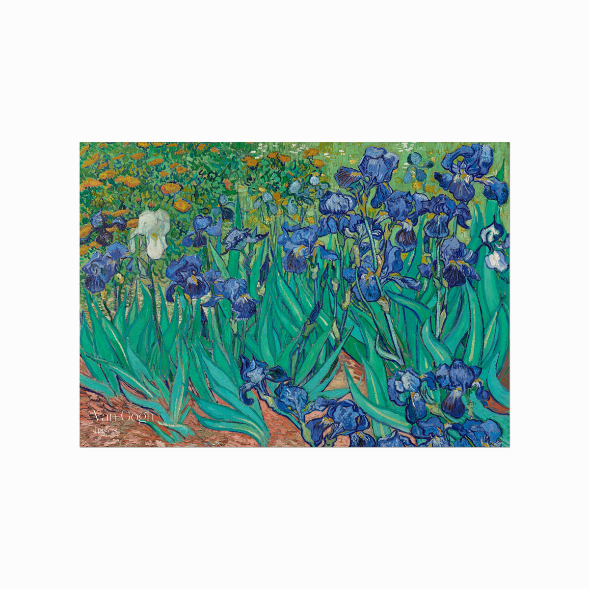 Van Gogh Plakat  Irises