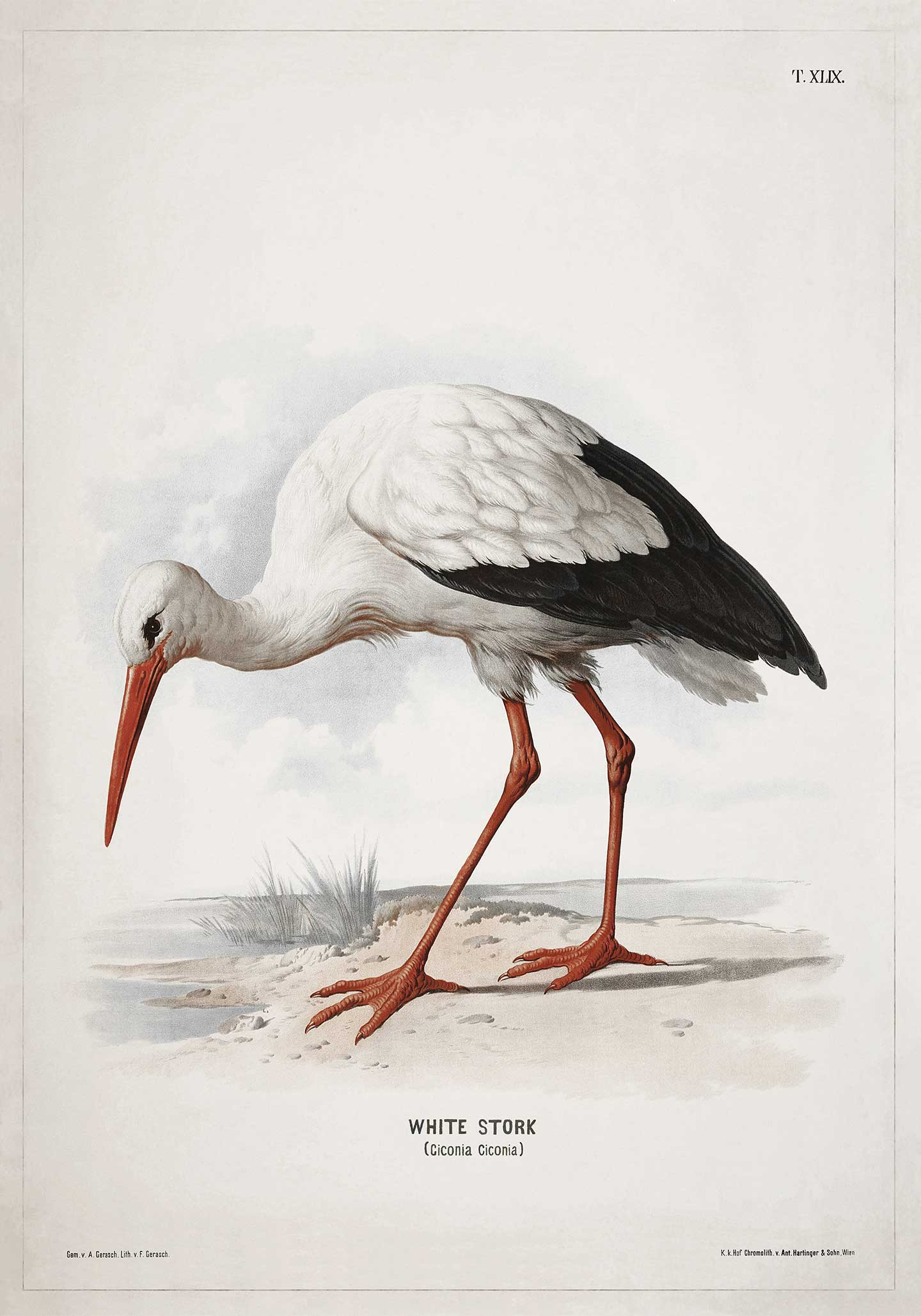 White Stork Af Vintage Vista Designs