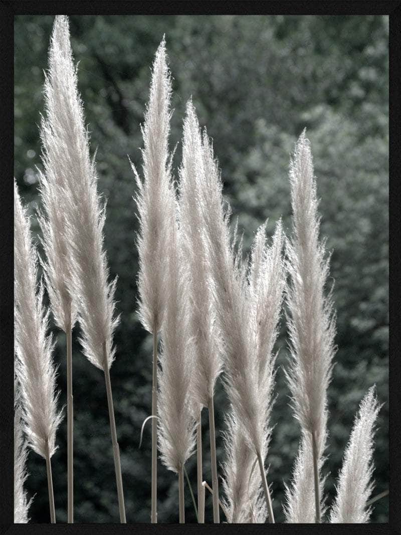 Hvid Pampas Plakat