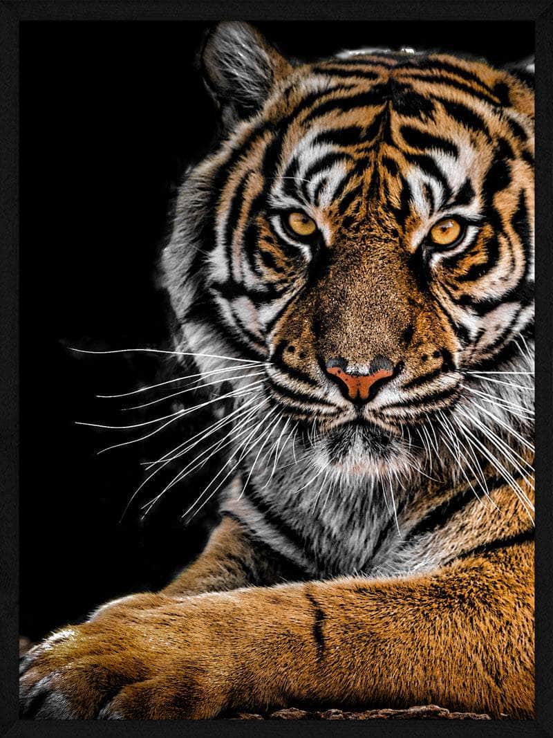 Liggende Tiger Plakat