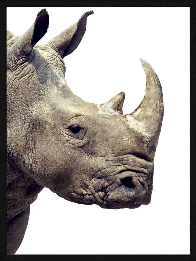 Næsehorn Plakat