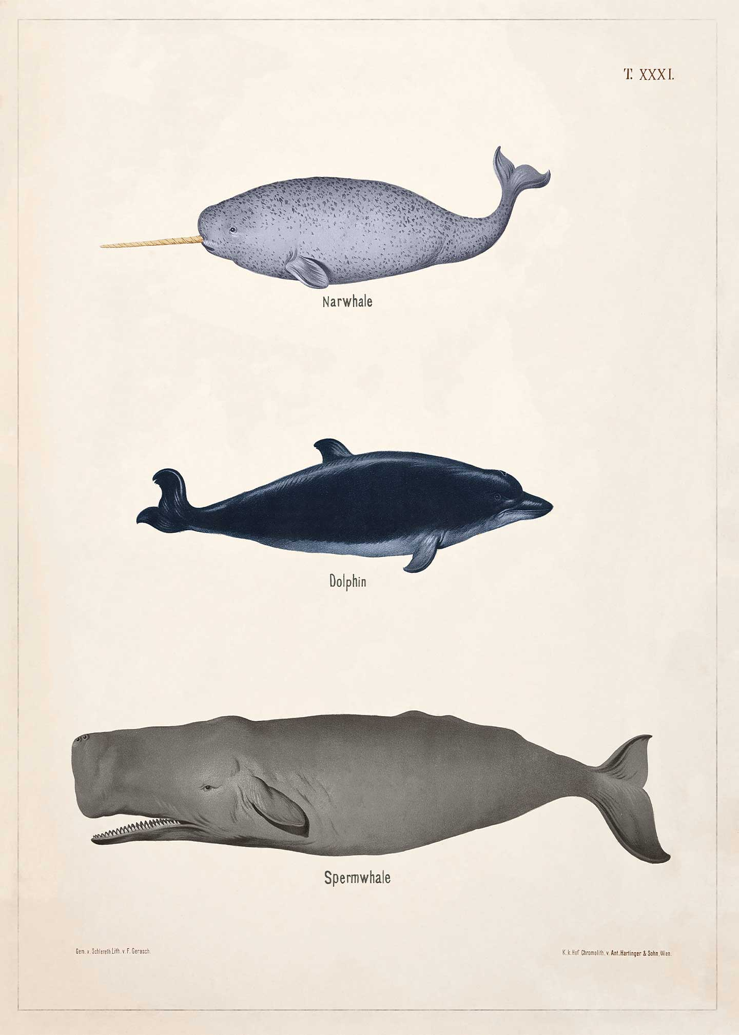 Narhval  Delfin  Kaskelot   Xxxi Theod  Breidwiser    Gerasch 1889 Af Vintage Vista Designs
